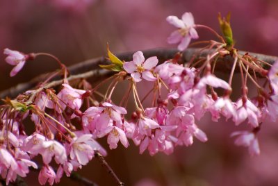 Prunus subhirtella 'Pendula' - višeň chloupkatá - květ